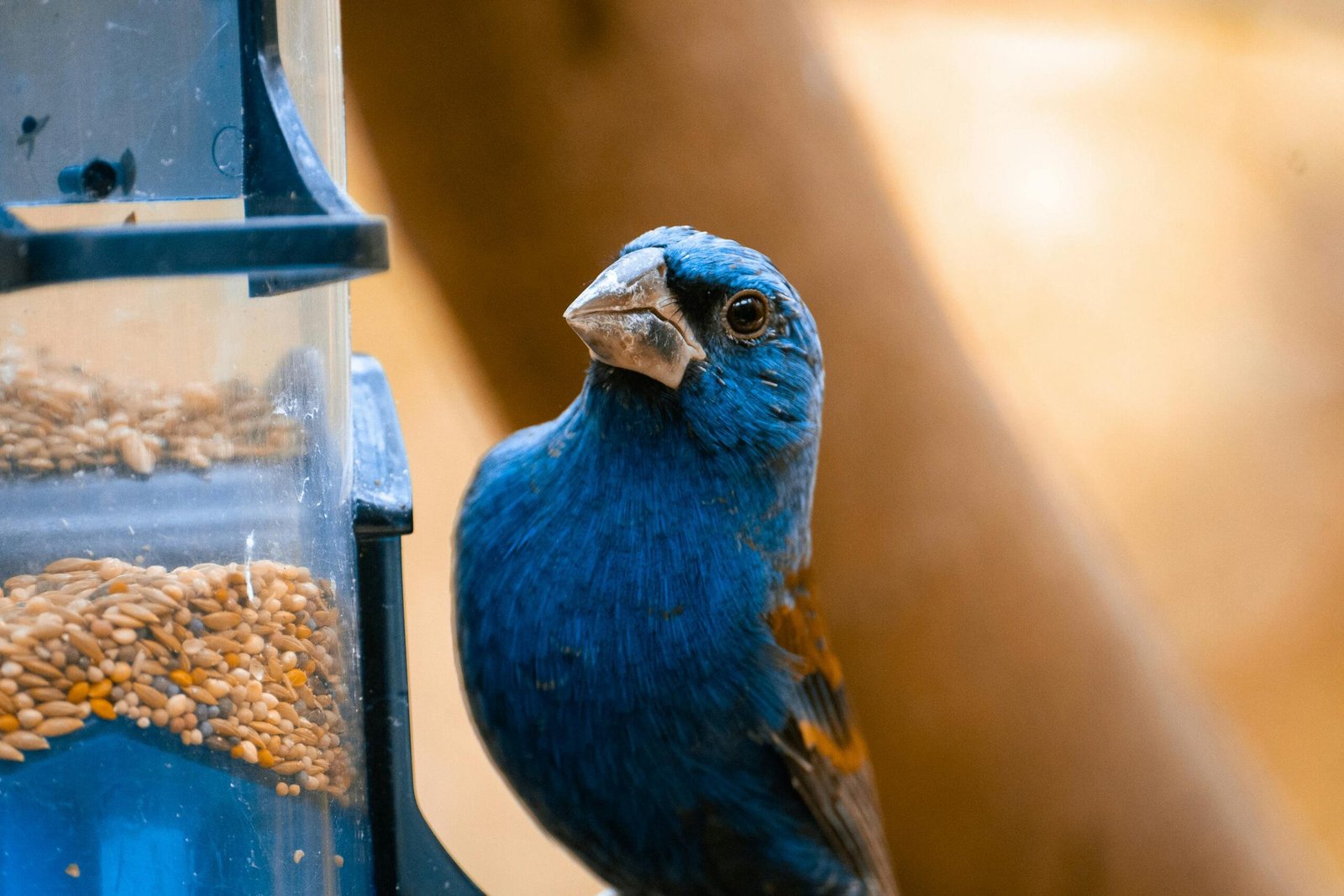 Top 5 Best Bird Food 2025