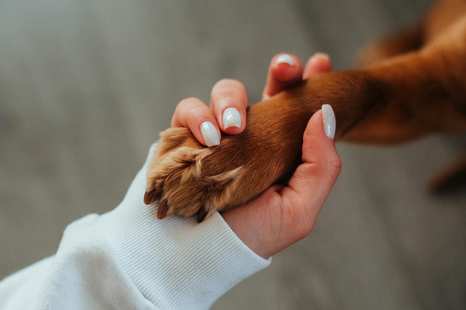 Top 5 Dog Wipes 2025