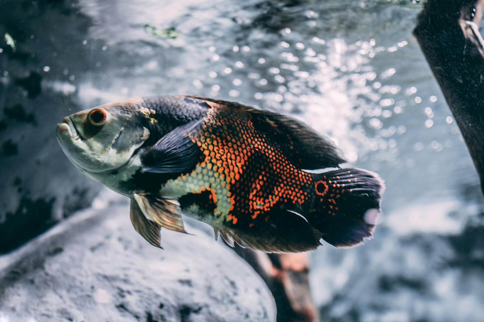 Best Fish Tank And Accessories 2025
