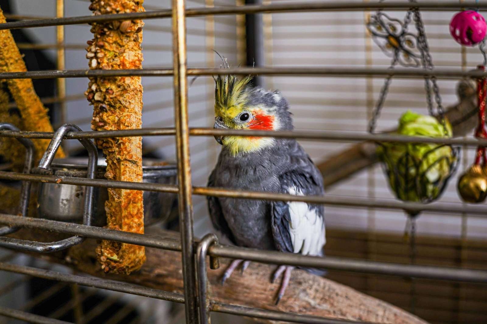 Top 5 Bird Toys 2025