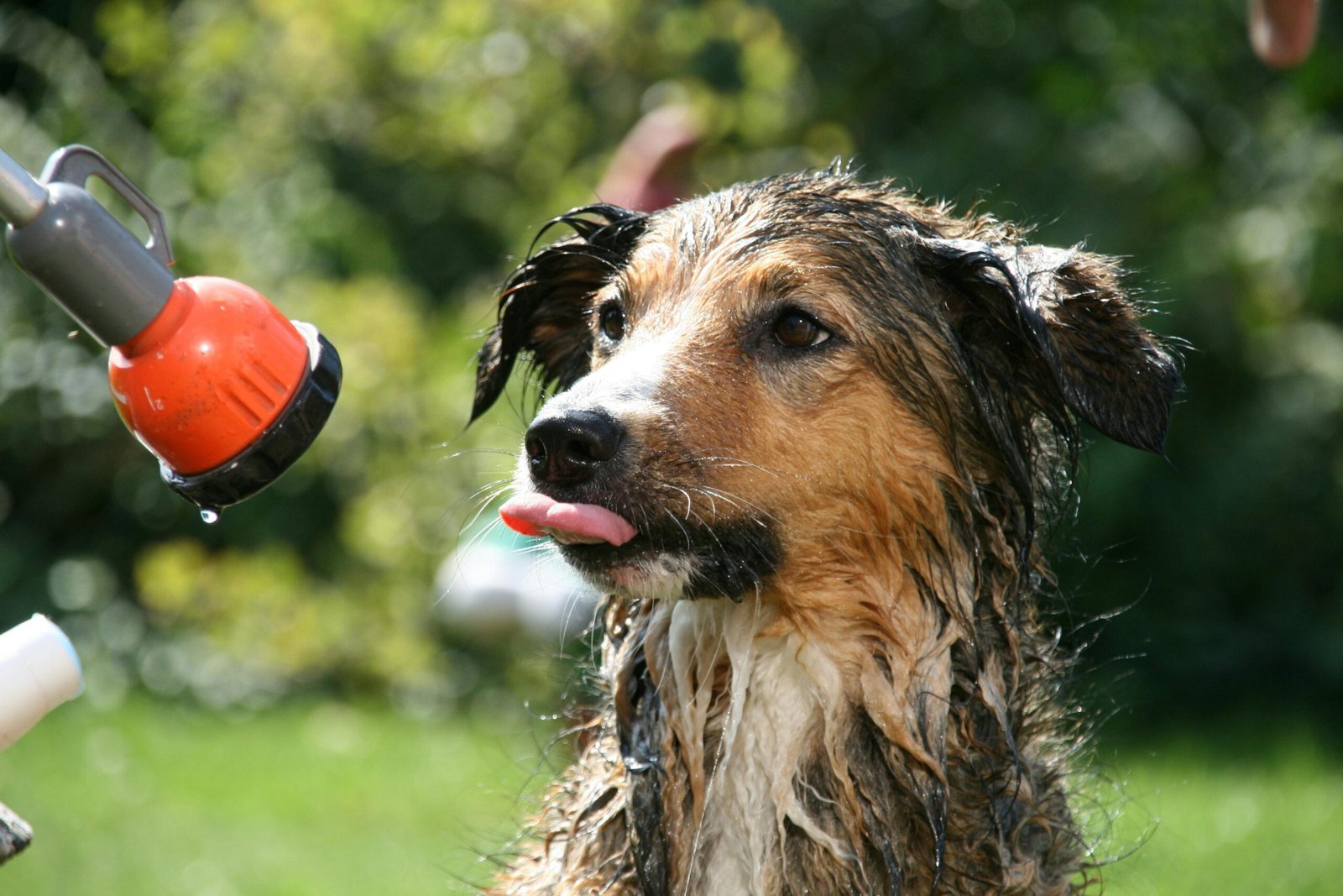 Top 5 Best Natural Dog Shampoo & Deodorant 2025