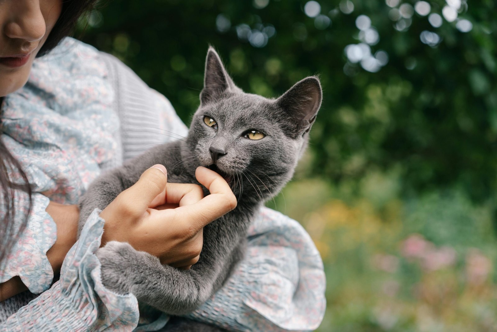 Top 5 Animal Lover Gifts For your Cat Summer 2025