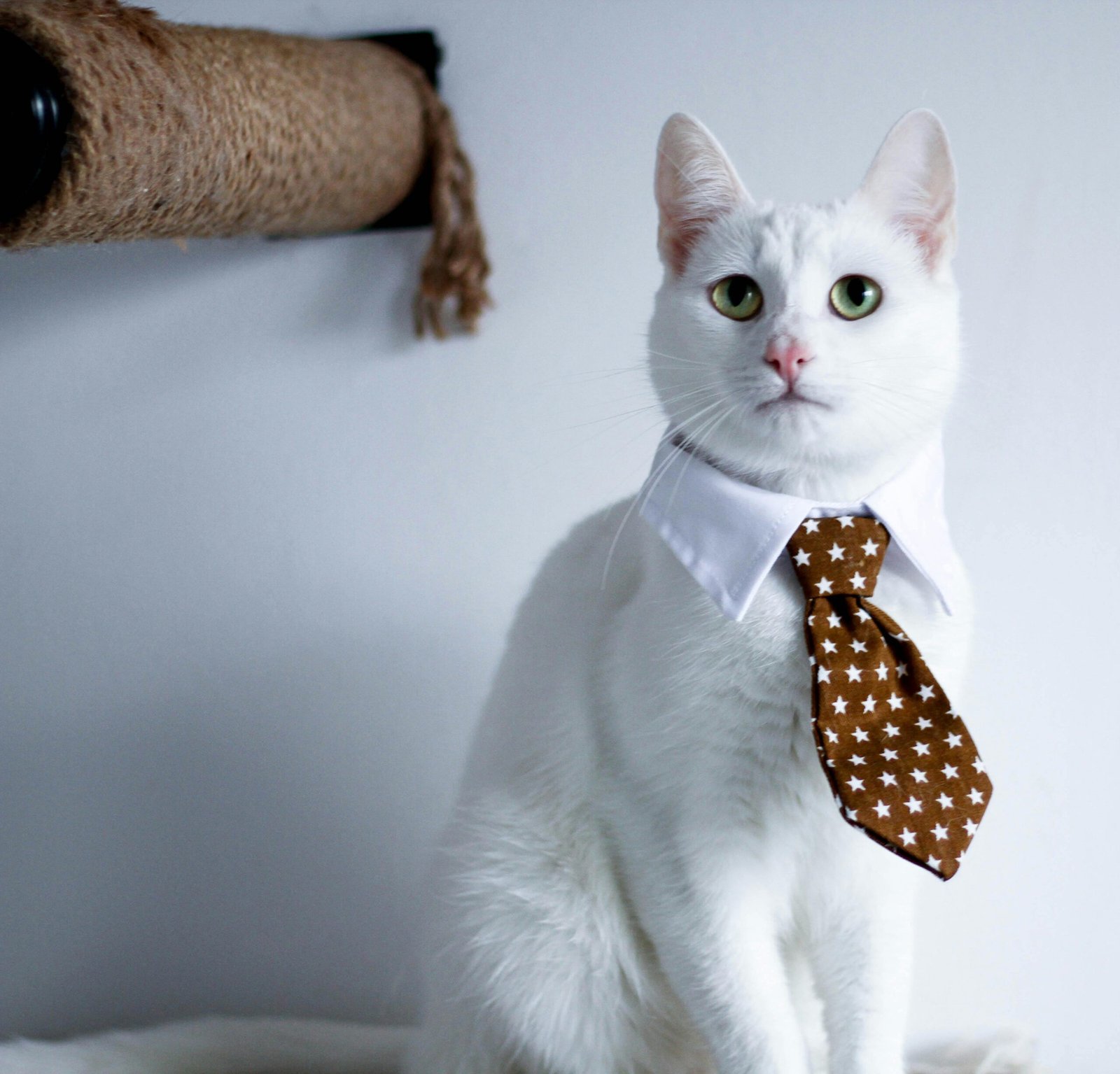 Cat Dress And Accessories Outfits Summer 2025