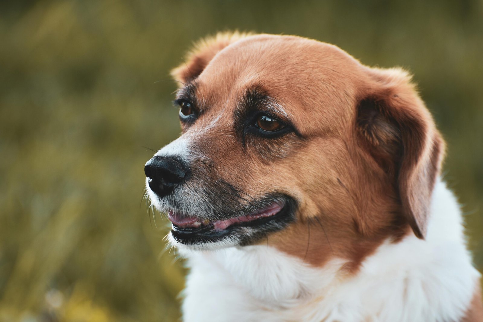 Top 5 Dog Treats And Puppy Teething Ring