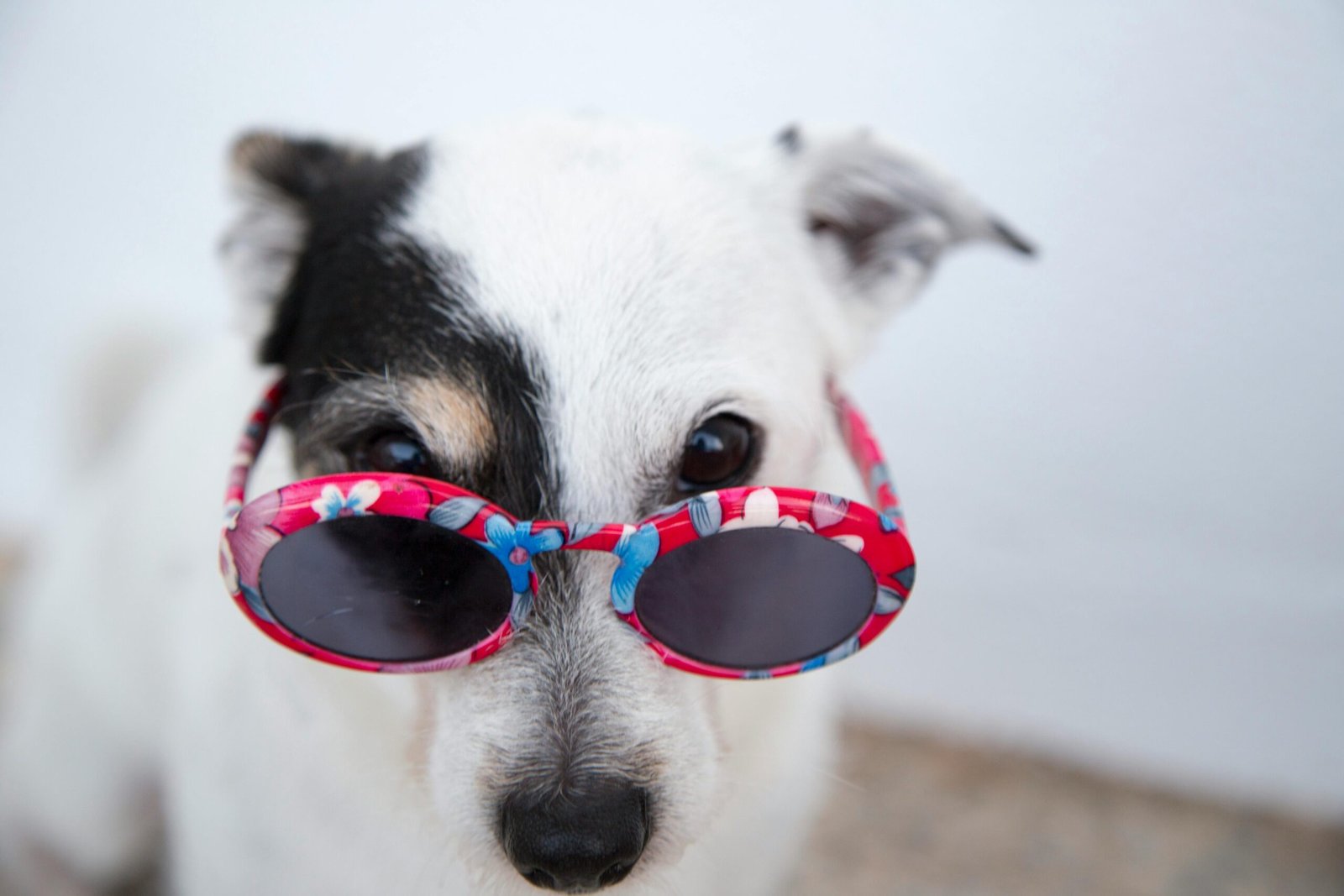 Top 5 Dog Accessories of 2025