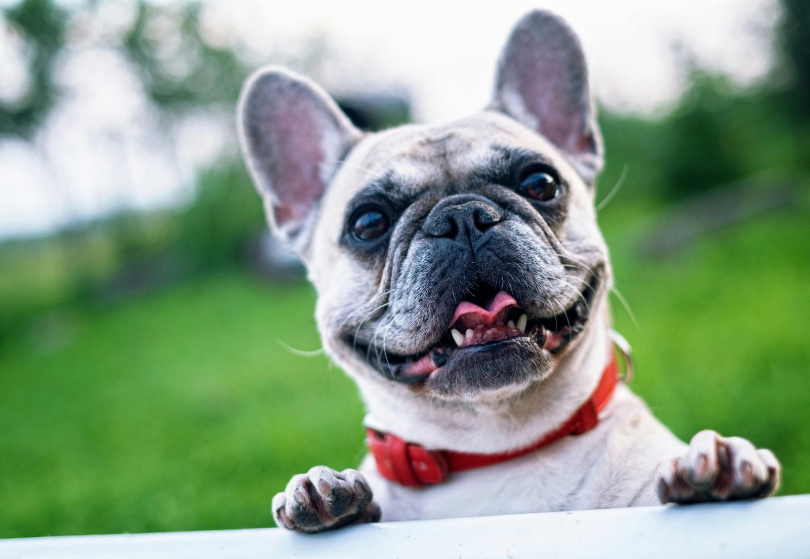 Top 5 Thing To Get to Celebrate Love Your Pet Day in Style 2025