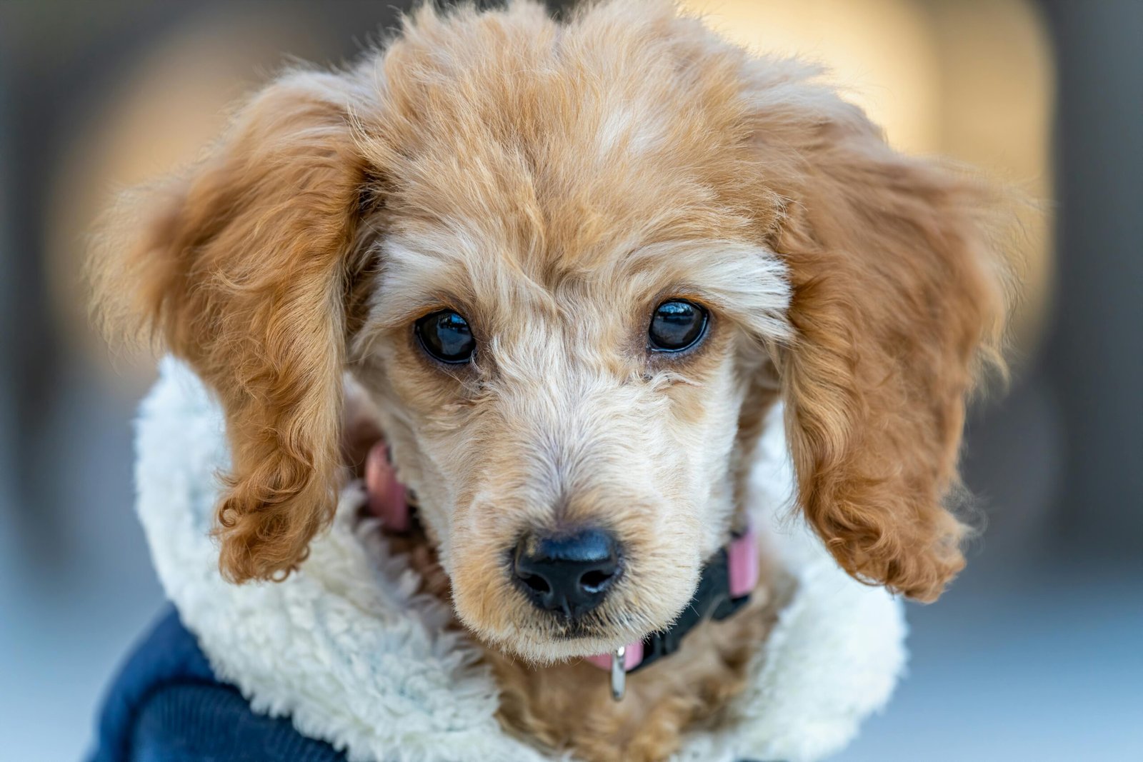 Top 10 Best Dog Accessories Products of 2025