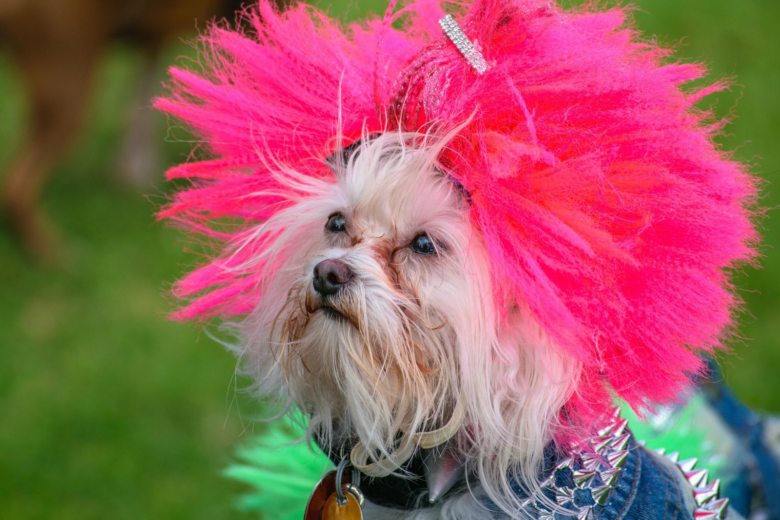 Top 5 Dog Hair Dye 2025
