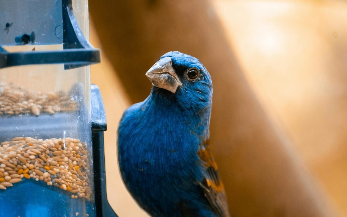 Top 5 Best Bird Food 2025