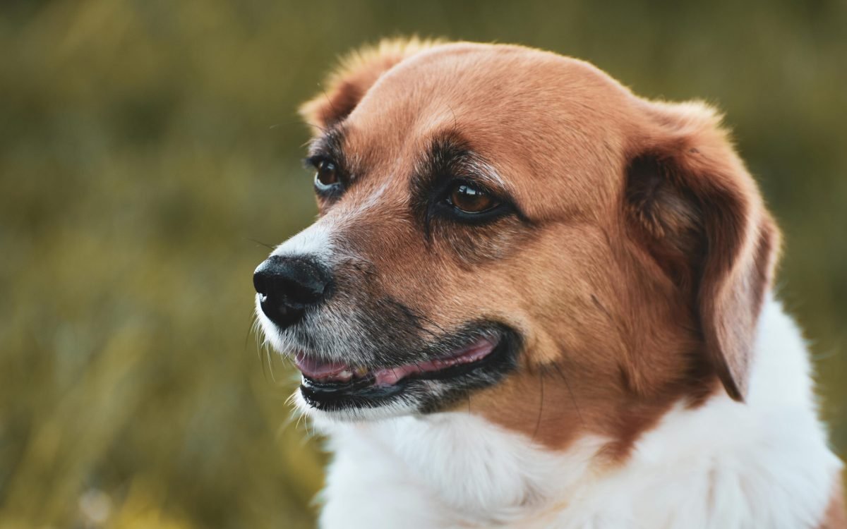 Top 5 Dog Treats And Puppy Teething Ring