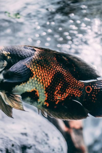 Best Fish Tank And Accessories 2025