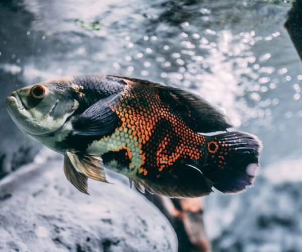 Best Fish Tank And Accessories 2025