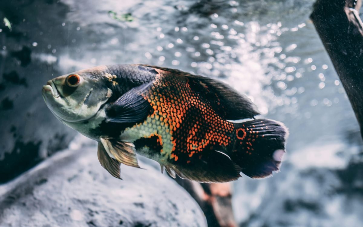 Best Fish Tank And Accessories 2025
