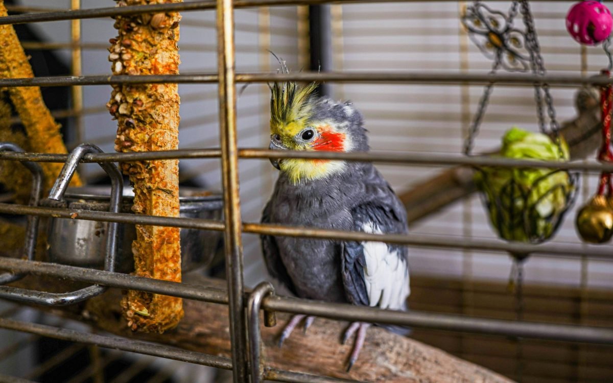Top 5 Bird Toys 2025