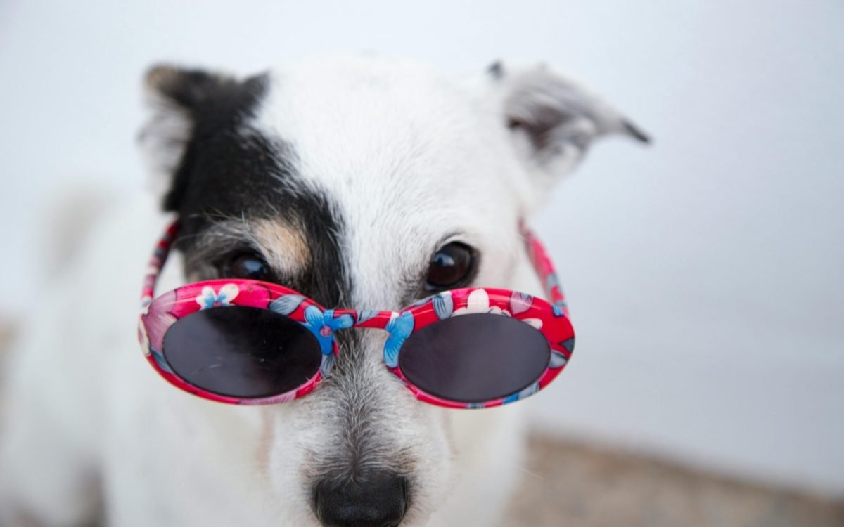 Top 5 Dog Accessories of 2025
