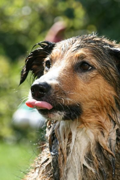 Top 5 Best Natural Dog Shampoo & Deodorant 2025