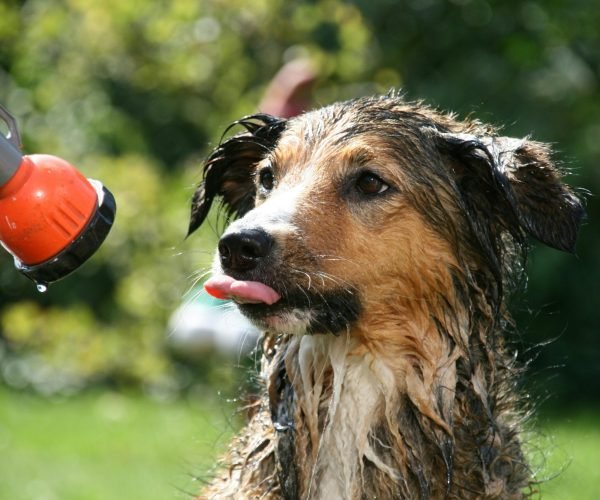 Top 5 Best Natural Dog Shampoo & Deodorant 2025