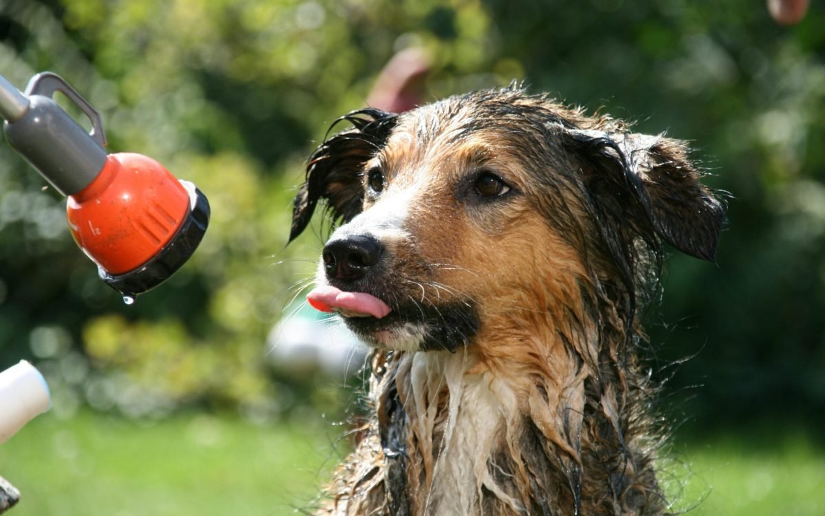Top 5 Best Natural Dog Shampoo & Deodorant 2025