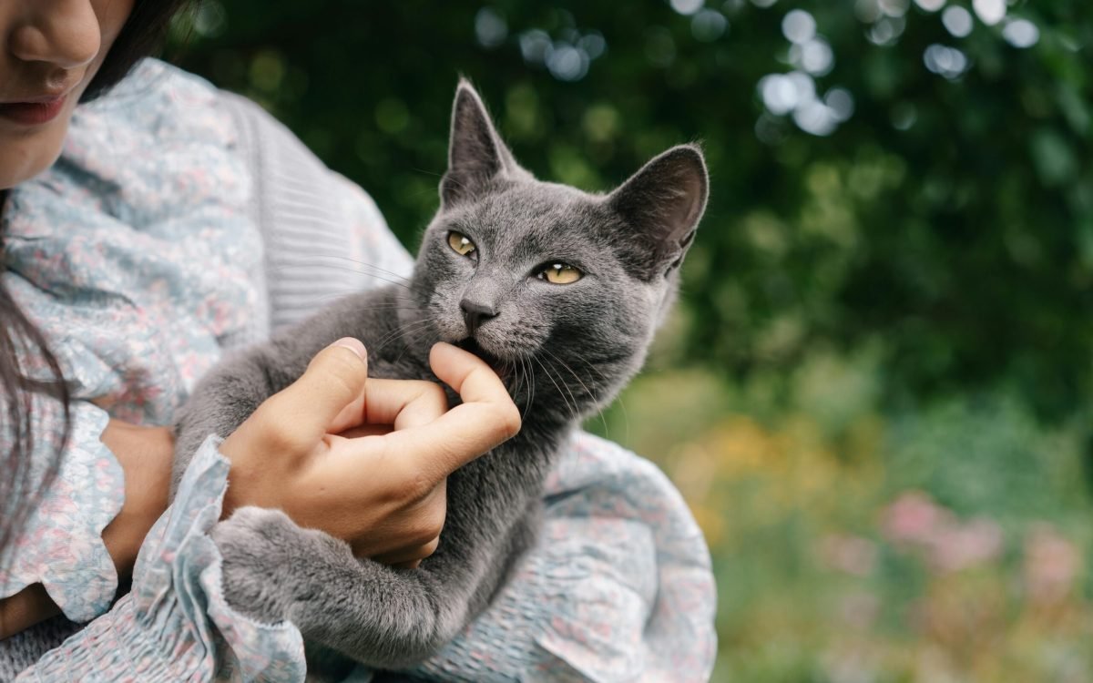Top 5 Animal Lover Gifts For your Cat Summer 2025