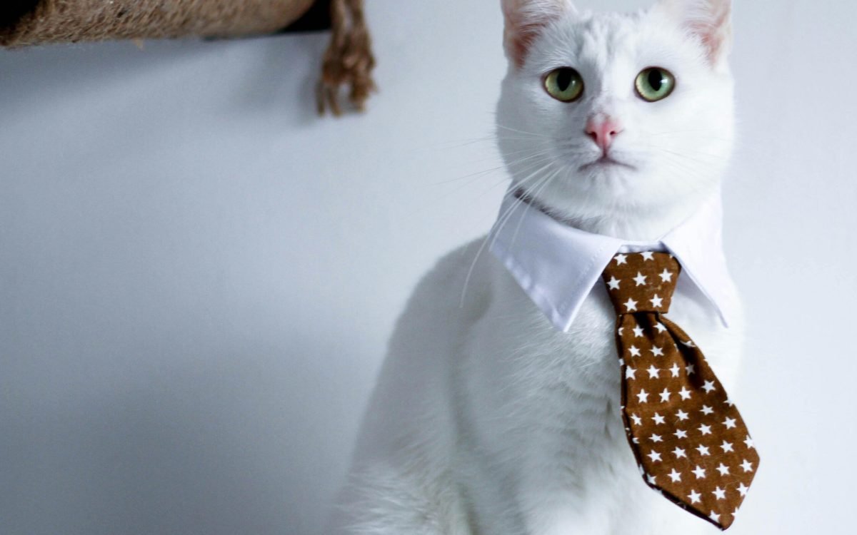 Cat Dress And Accessories Outfits Summer 2025