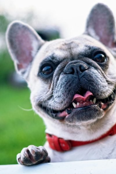 Top 5 Thing To Get to Celebrate Love Your Pet Day in Style 2025