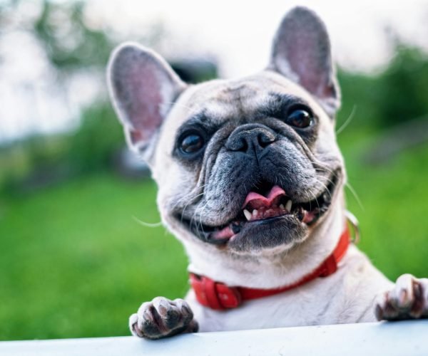 Top 5 Thing To Get to Celebrate Love Your Pet Day in Style 2025