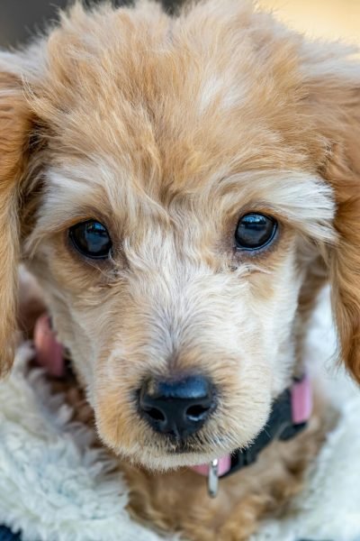Top 10 Best Dog Accessories Products of 2025