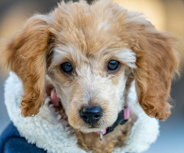 Top 10 Best Dog Accessories Products of 2025