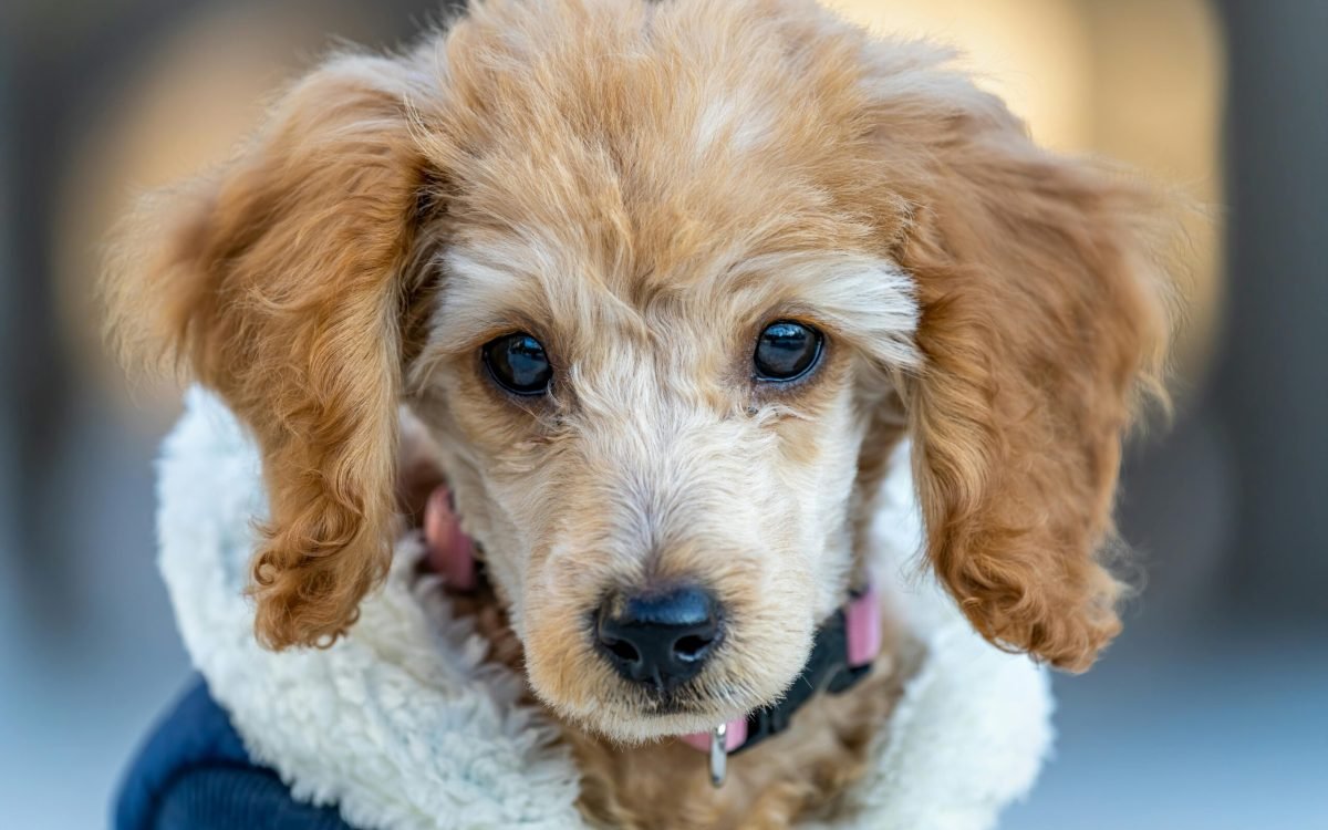 Top 10 Best Dog Accessories Products of 2025