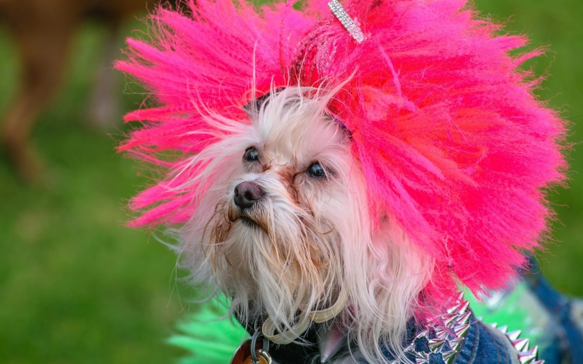 Top 5 Dog Hair Dye 2025